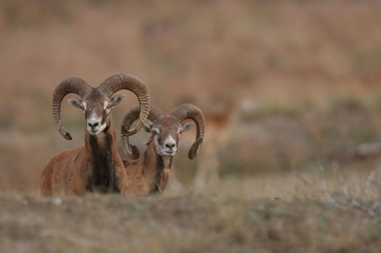 Foto Hoge Veluwe