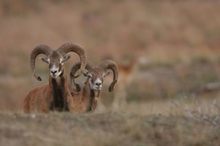 Foto Hoge Veluwe